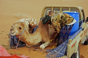 loading_sahara Reality today, in the modern era of exploration,is that this is how most Bedu travel with their camels today...even the famous Al-Mahra tribe.