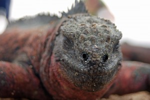 People who doesn´t know better, probably thinks this unique marine iguana is dangerous, when in reality it is not only unique, but as kind as an iguana can get.....what if it would have listened to evolution too much, it would have ben gone, long time ago....