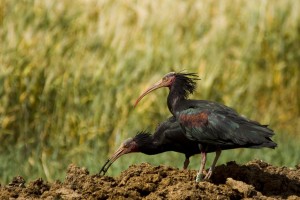 bald_ibis white wagtail: Again in Beypazar? in the same hide. They are very common birds can be observed near lakes and streams. You can easily see them shaking their tails while standing.