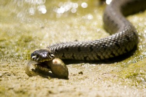  It was in Beypazarı in where an increased cultural tourism and a rich wildlife. I was waiting for a squirrel in my hide. Then, i saw the snake passed in front of me just directed to the frog which is in its larval period. The larva was standing in a small water and there was no way to run for it.