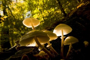 I was wandering in the forest in Yedigöller then i saw the mushroom was lighted by the sun on a steep hill so that I could hardly take the shot. 