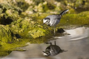 white wagtail: Again in Beypazar? in the same hide. They are very common birds can be observed near lakes and streams. You can easily see them shaking their tails while standing.