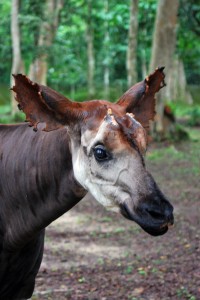 The Okapi (Okapia johnstoni; pronounced /oʊˈkɑːpɪ/) is a giraffid artiodactyl mammal native to the Ituri Rainforest, located in the northeast of the Democratic Republic of the Congo, in central Africa. Although the okapi bears striped markings reminiscent of the zebra, it is most closely related to the giraffe. Unknown to Europeans until 1901, today there are approximately 10,000–20,000 in the wild and only 40 different worldwide institutions display them