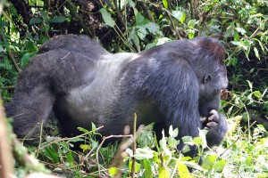  They definitely feel very human with their behaviour and the way they look. I felt very close, almost protective of them and even though I am a hunter, who kills wild animals for food, I could never shoot or kill a gorilla. It would be like killing a human. Impossible!