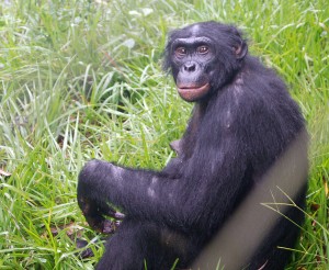 Bonobos are capable of passing the mirror-recognition test for self-awareness. They communicate primarily through vocal means, although the meanings of their vocalizations are not currently known. bonobo_1