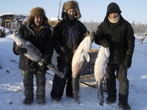 fisk Nalim is probably the best fish to make stroganina out of!