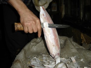 You need a good knife to be able to eat stroganina!