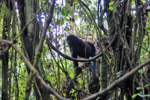 gorilla_in_tree_lianer Kahuzi-Biega National Park is probably the least visited gorilla habitats in the world. It is, of course, due to that it is place in what is globally seen as a volatile region of Congo and the world. For this reason, there’s very few tourists, it’s unspoilt and feels very fres