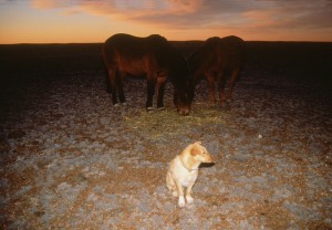 11-09 I told Arita about my beloved dog Sigge, a wild dog I brought back from Patagonia 1997. He was like a child to me. I lost the right to see him anymore 4 years ago. Such is life of an explorer. life goes up and down. But it is meetings with Arita which makes me feel very privileged having chosen this odd lifestyle!