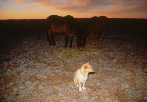 I told Arita about my beloved dog Sigge, a wild dog I brought back from Patagonia 1997. He was like a child to me. I lost the right to see him anymore 4 years ago. Such is life of an explorer. life goes up and down. But it is meetings with Arita which makes me feel very privileged having chosen this odd lifestyle!