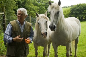 Camargue Horses