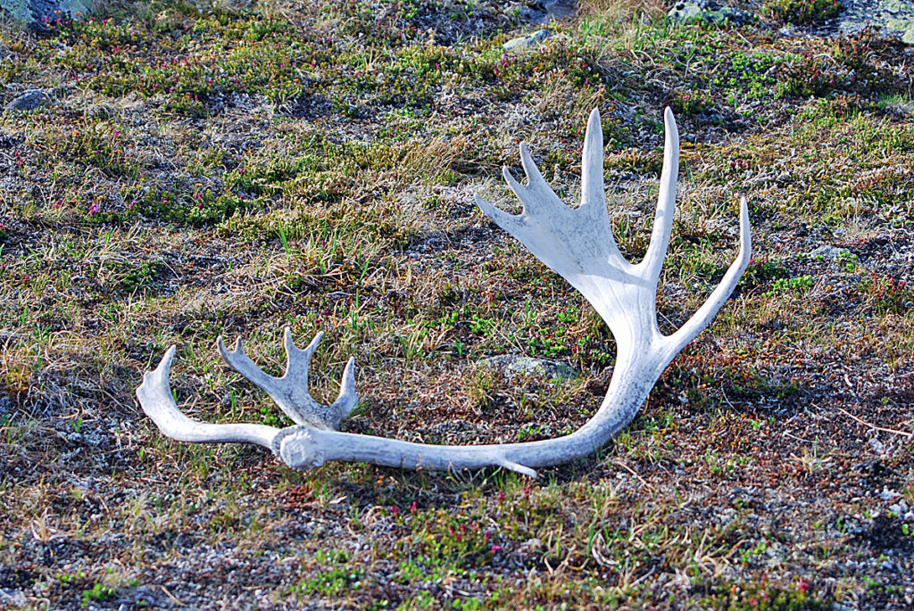 antleers