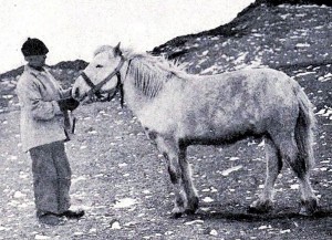 16- Shackleton's meat eating Siberan horse, Socks