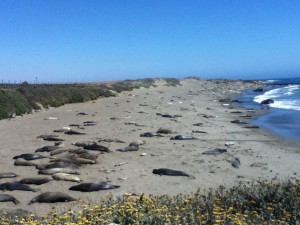 Elephant seals come ashore to molt