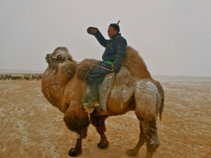 Local-Gobi-herder