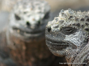 marine_iguanas_fernandina