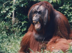 40 year old orangutan #15-cropped